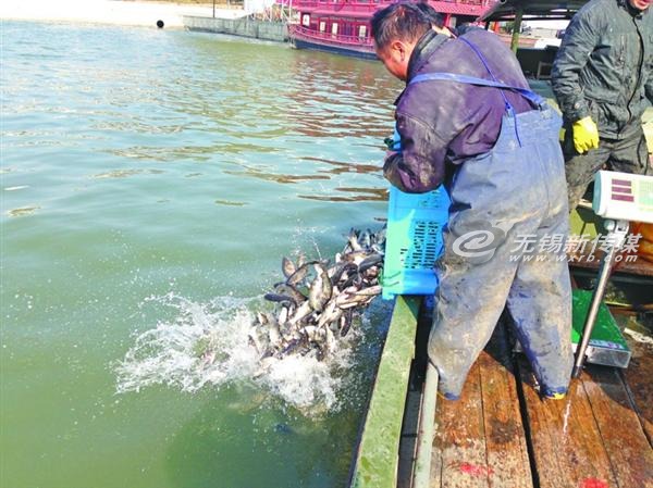 太湖放流魚苗，治理藍藻