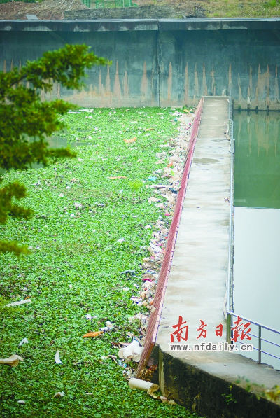 記者在清北水閘瀾水河對面看到一大片水浮蓮漂浮在水面上，散發(fā)著難聞的惡臭