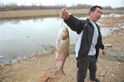銀川愛伊河水污染,大量魚死亡