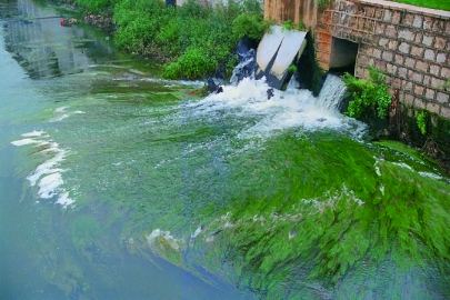 滇池治理消除藍藻是關鍵