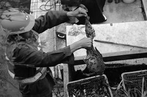 寧波河流黑臭，打撈上千斤死魚