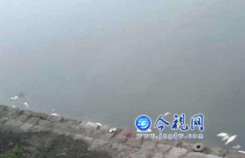九江城區(qū)兩湖污染嚴(yán)重，湖邊不少死魚(yú)