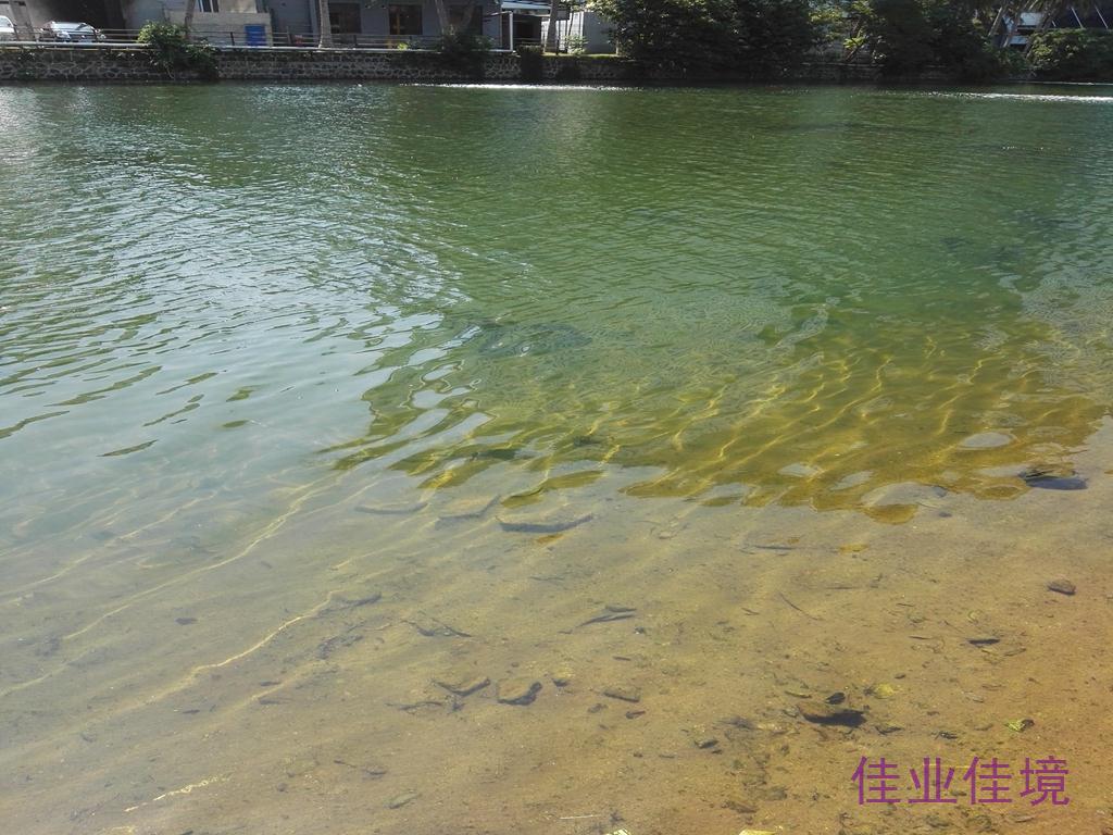?？邙單蚕诔羲w生態(tài)修復(fù)工程